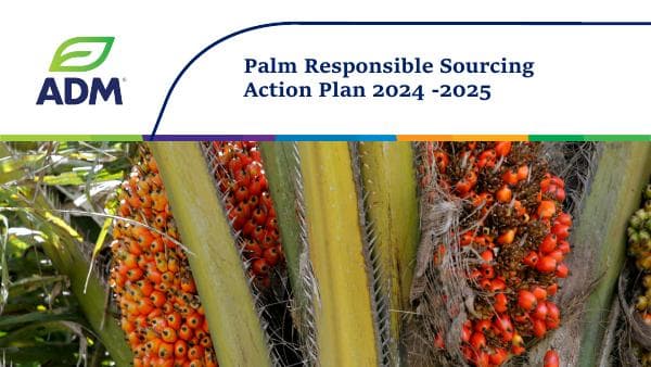 adm-palm-action-plan-2024-2025