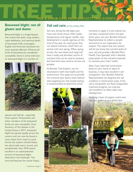 Bartlett-Tree-NE-Autumn2024-TreeTips