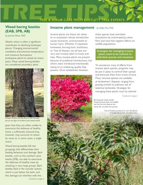 Bartlett-Tree-NE-Summer2024-TreeTips