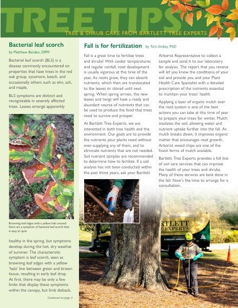 Bartlett-Tree-SE-Autumn2024-TreeTips