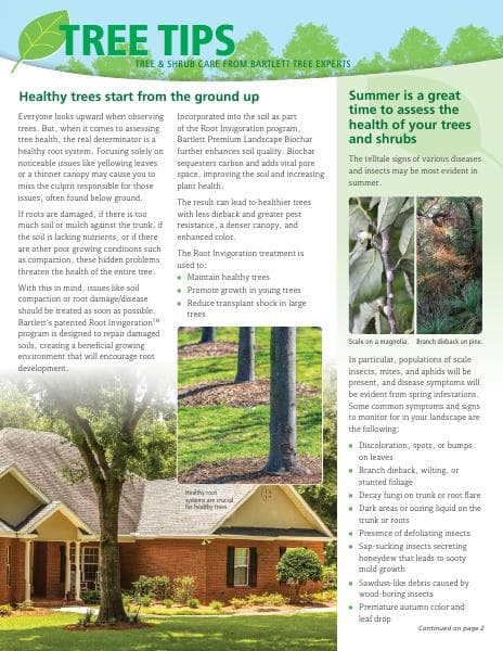 Bartlett-Tree-SE-Summer2021-TreeTips