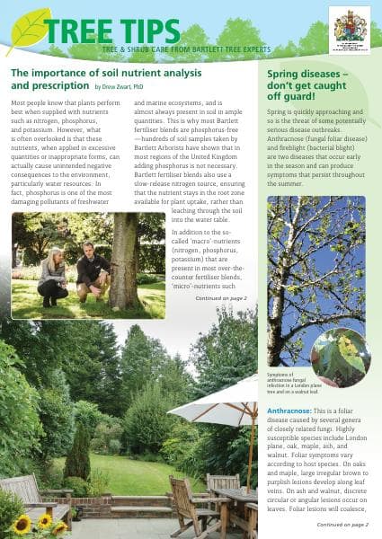 Bartlett-Tree-UK-Spring2021-TreeTips