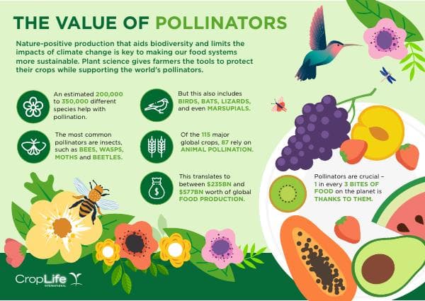 CropLife-plant-science-pollinators-infographic