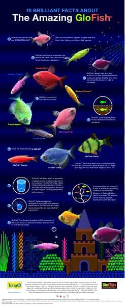 GloFish10FactsV5
