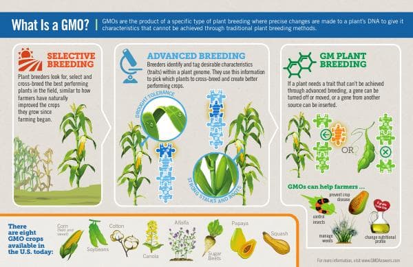 Infographic_GMO