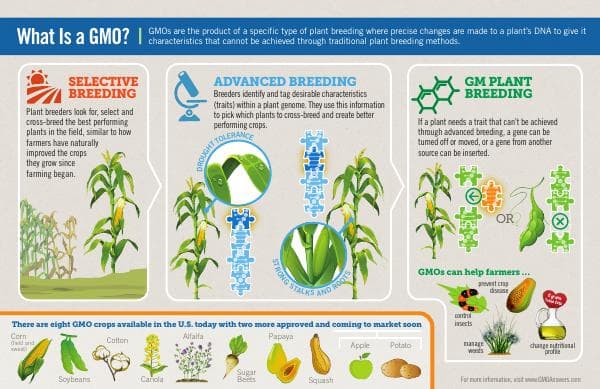 Infographic-What-is-a-GMO_0