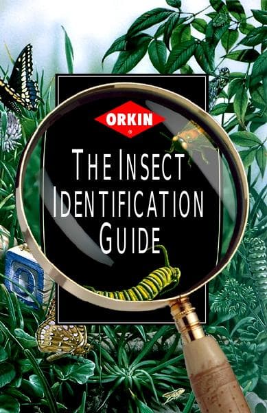 orkin-insect-id-guide