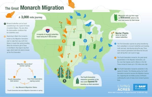 the-great-monarch-migration-infographic